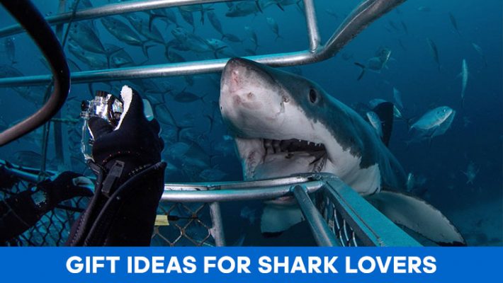 shark-lover-gifts